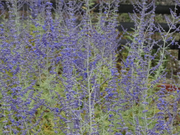 Perovskia atroplicifolia ‘Blue Spire’