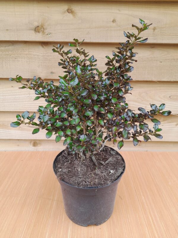 Coprosma 'Chocolate Soldier'