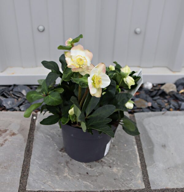 Helleborus niger 'Christmas Carol'