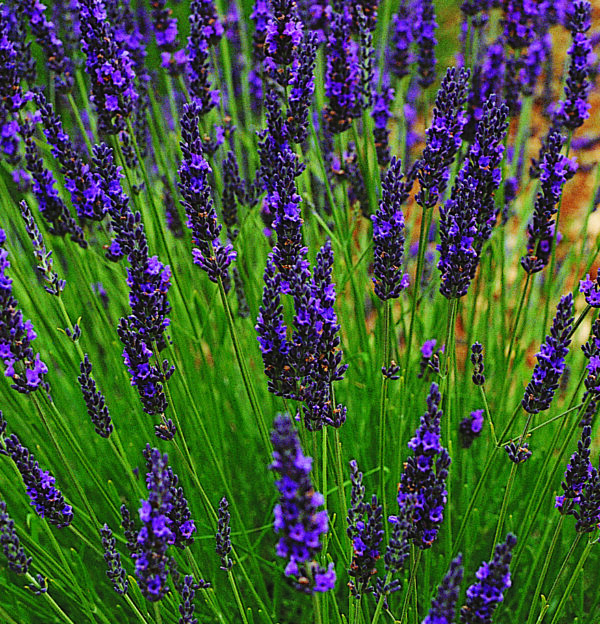 Lavandula x intermedia 'Grosso'