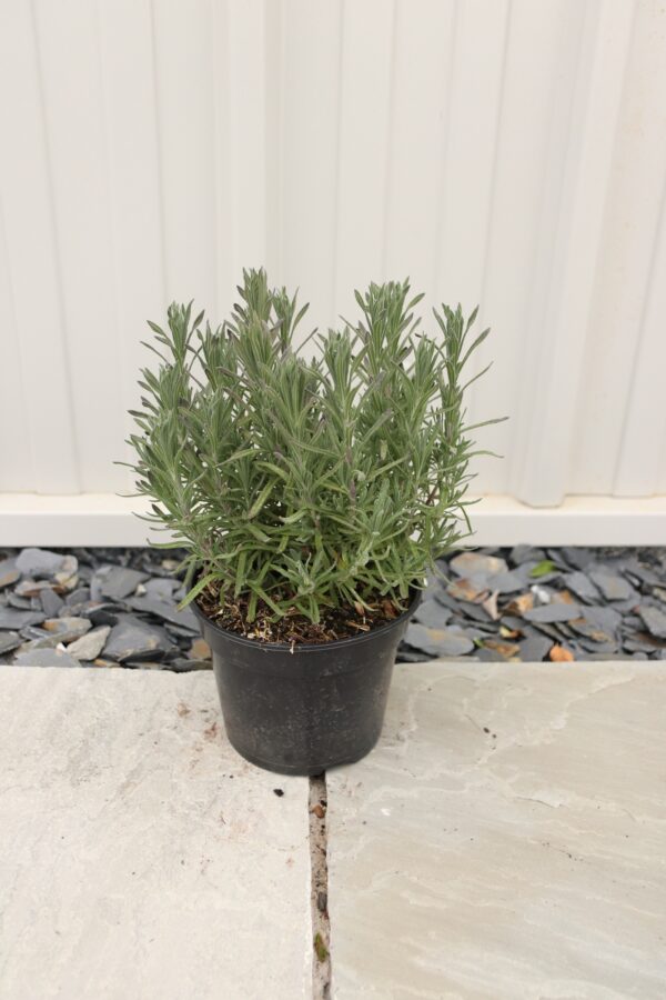 Lavandula stoechas 'Blue Star'