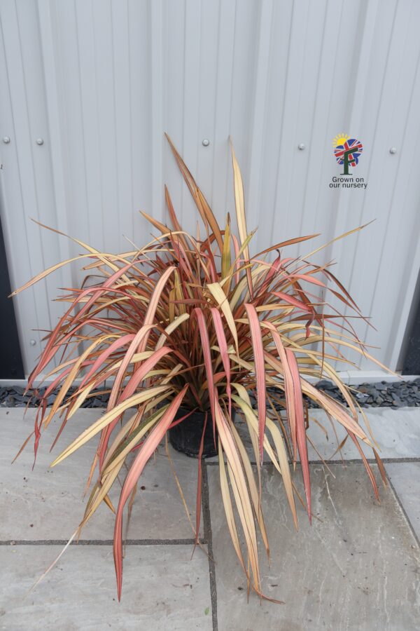 Phormium 'Evening Glow'