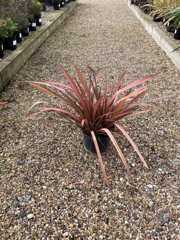Phormium 'Pink Panther'