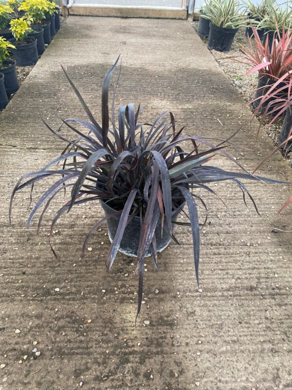 Phormium 'Platt's Black'