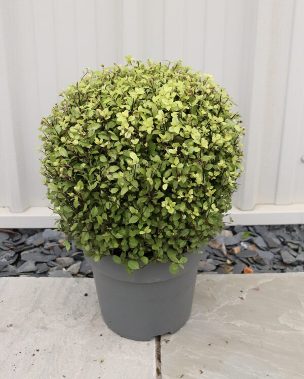 Pittosporum tenuifolium
