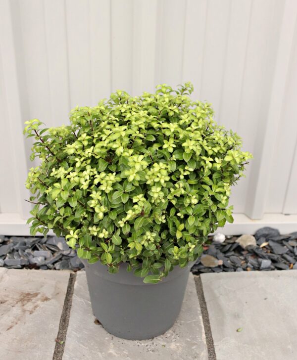 Pittosporum tenuifolium 'Golf Ball'