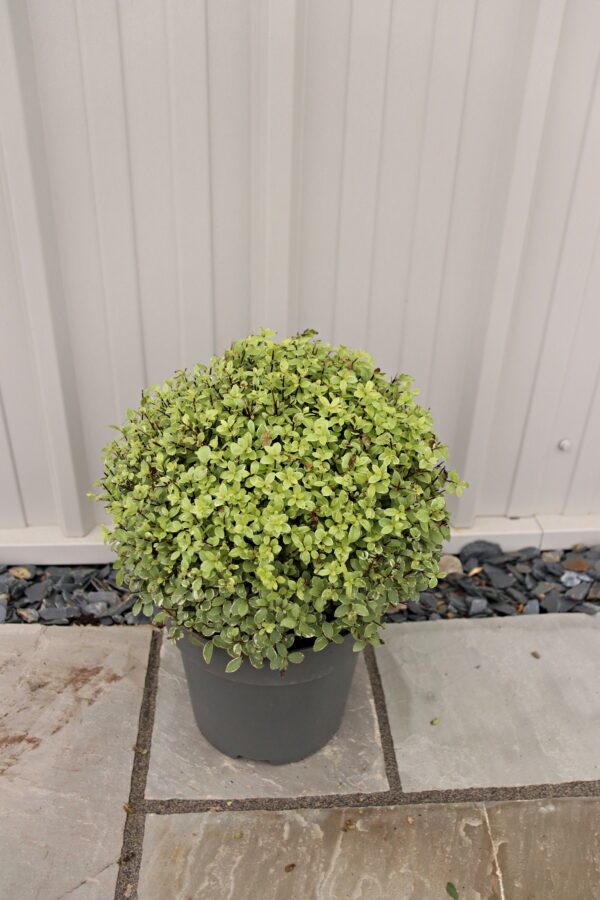 Pittosporum tenuifolium 'Silver Ball'