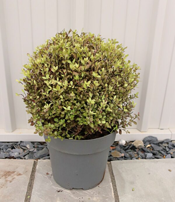 Pittosporum tenuifolium 'Tom Thumb'