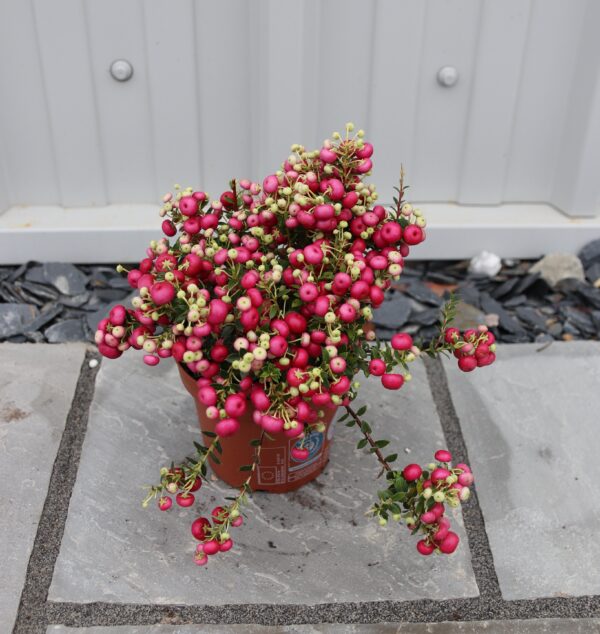 Gaultheria (Pernettya) mucronata red/white berry