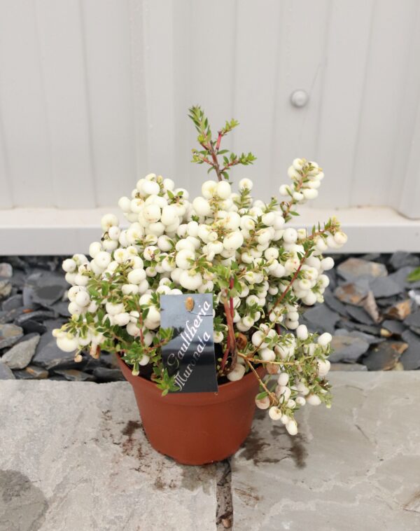 Gaultheria (Pernettya) mucronata red/white berry